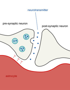 Illustration of neuron transmitting neurotransmitter between presynapse and postsynapse neurons.