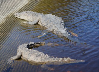 Freddy a/k/a Serial Killer American Crocodile basking during Mating Breeding Season Flamingo Marina Everglades Florida