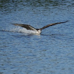 Mother Osprey Talon Drag Cleaning after a meal in the Everglades