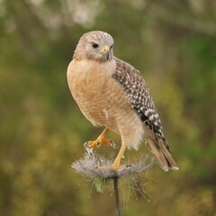 Red-shouldered Hawk Lake Apopka Wildlife Drive Florida