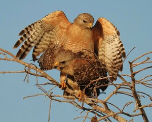 Red-Shouldered Hawks Mating at Everglades National Park