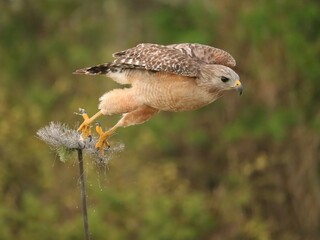 Red-shouldered Hawk Lake Apopka Wildlife Drive Florida