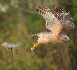 Red-shouldered Hawk Lake Apopka Wildlife Drive Florida