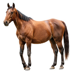 Obraz premium horse isolated on transparent background