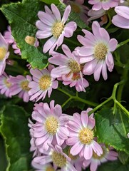 pink and white flowers