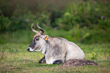 Cow in a pasture in the sun, close-up portrait of the animal at Pointe Allègre in Guadeloupe au...