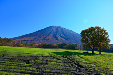 大山　牧場　大山放牧場　鳥取県　名峰　山　日本百名山　秋　紅葉　自然　絶景　山並み　牧場　山陰　中国地方　自然　観光名所　観光地