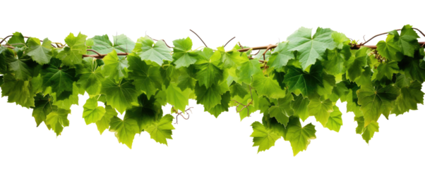  green leaves from Javanese tree vine or grape ivy (Cissus spp.), a jungle vine and hanging ivy plant bush foliage, isolated on a white background with a clipping path.