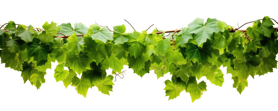  green leaves from Javanese tree vine or grape ivy (Cissus spp.), a jungle vine and hanging ivy plant bush foliage, isolated on a white background with a clipping path.