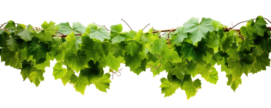  green leaves from Javanese tree vine or grape ivy (Cissus spp.), a jungle vine and hanging ivy plant bush foliage, isolated on a white background with a clipping path.
