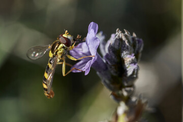 mosca de las flores en una flor de lavanda