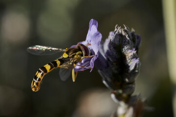 mosca de las flores en una flor de lavanda