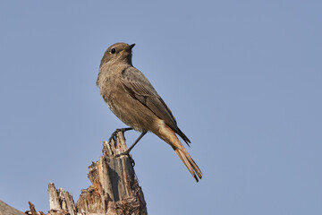 colirrojo tiz&oacute;n hembra en el bosque