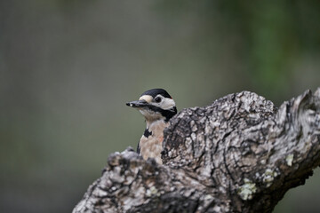 pico picapinos pájaro carpintero 