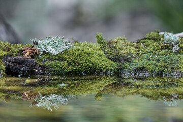 musgo en la orilla del estanque