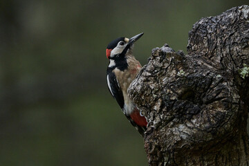 pájaro carpintero 