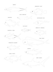 Australian ocean fish outline silhouette (tuna, shark, ray, tarpon, snapper, etc.). Hand drawn vector black outline image set. 
