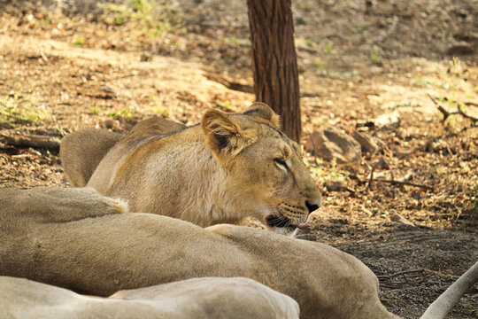 Asiatic Lioness image was taken in gujarat sasan gir forest place in the world to capture Asiatic lion. Queen of forest Lioness Asiatic lion (Panthera leo) in Gir Forest National Park, Gujarat India
