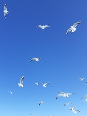 Flying seagulls