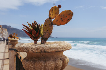 Plant in Giardini Naxos in the Metropolitan City of Messina on the island of Sicily, Italy