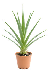 home plant aloe isolated on transparent background

