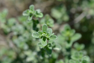 Sweet marjoram leaves