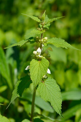 White archangel flowers