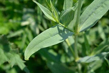 Babys breath leaves
