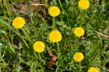 Common dandelion flowers © nahhan
