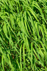 Heath false brome leaves