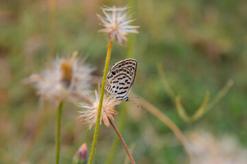 Butterfly on a flower