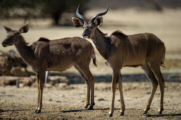 Naklejka na ściany i meble Kudu ( Tragelaphus strepsiceros) Kgalagadi Transfrontier Park, South Africa