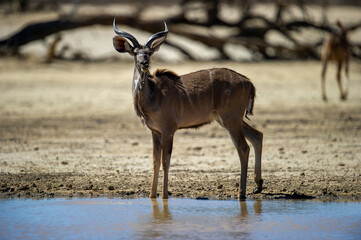   Kudu ( Tragelaphus strepsiceros) Kgalagadi Transfrontier  Park, South Africa