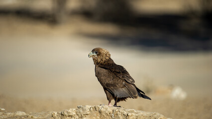 Bateleur (Terathopius ecaudatus) Kgalagadi Transfrontier Park, South Africa