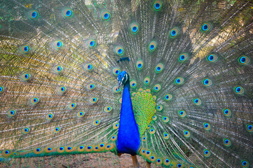 Obraz premium Peacock with feathers out