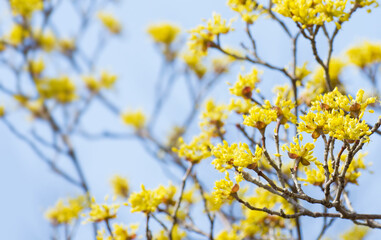 早春に咲く黄色い山茱萸（サンシュユ）の花