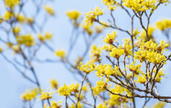 早春に咲く黄色い山茱萸（サンシュユ）の花