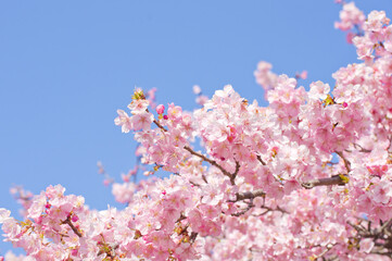 満開の河津桜の花と青空