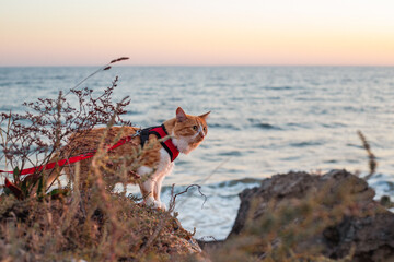 ginger cat on a harness with a leash walks along the rocks on the sea coast at sunset