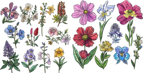 Birth month flowers set.Hand drawn flowers set - obrazy, fototapety, plakaty