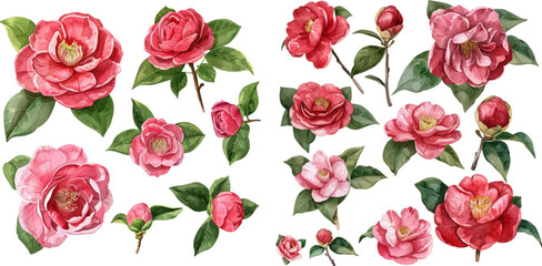 Set of watercolor camellia flowers