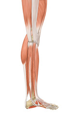 Obraz na płótnie Canvas muscles of leg