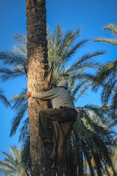 Man climbs on a date palm during harvesting on plantation in Degache oasis town, Tozeur Governorate, Tunisia