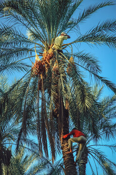 Workers picking dates on a date palm plantation in Degache oasis town, Tozeur Governorate, Tunisia
