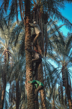 Workers during harvesting on a date palm plantation in Degache oasis town, Tozeur Governorate, Tunisia