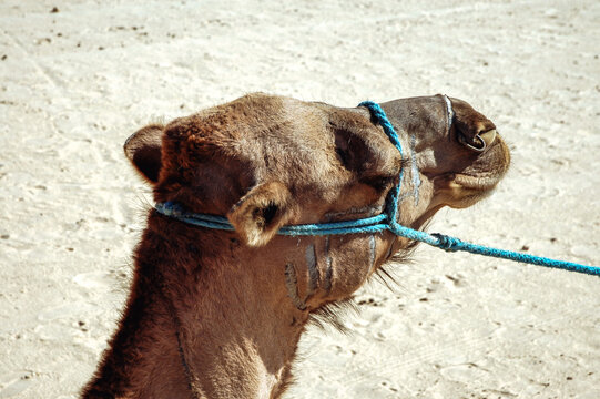 Camle ride on Sahara Desert near Douz oasis in Kebili Governorate, Tunisia