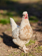 Young white chick free range in garden in warm light