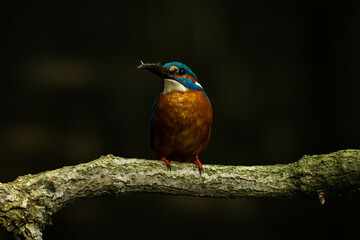 Naklejka premium Closeup of a kingfisher holding a fish in its beak, perched on a tree branch