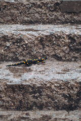 Salamander on concrete staircase