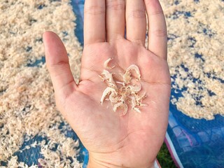 food preservation, dried shrimp on net and hand, seafood 